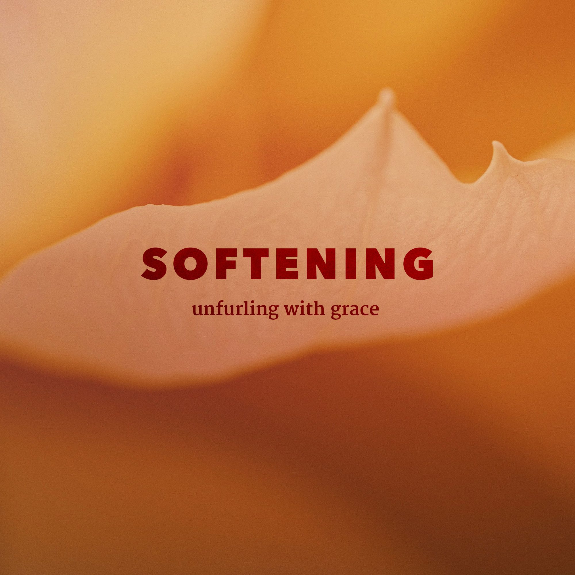 SOFTENING - unfurling with grace