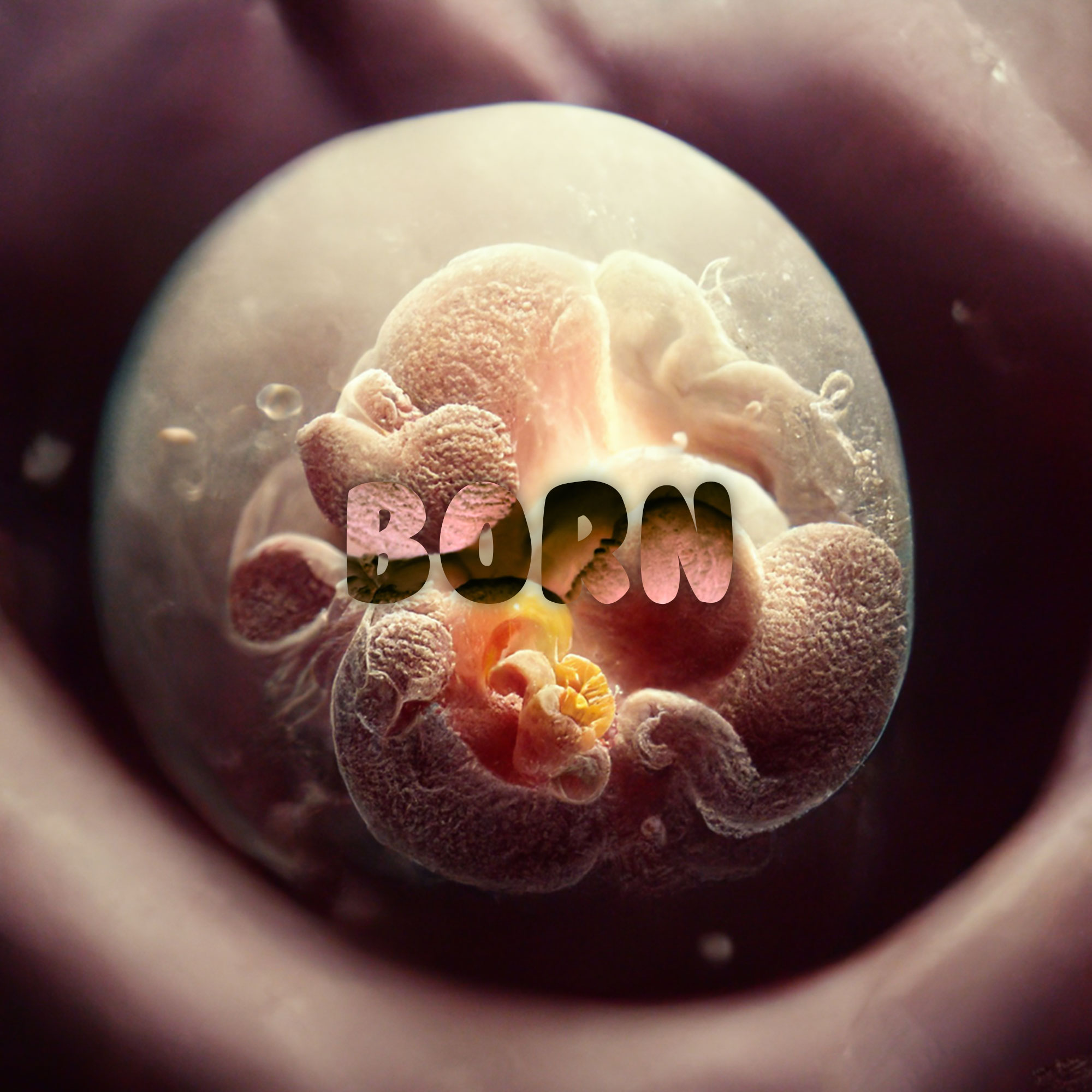 BORN - the drama of life before birth