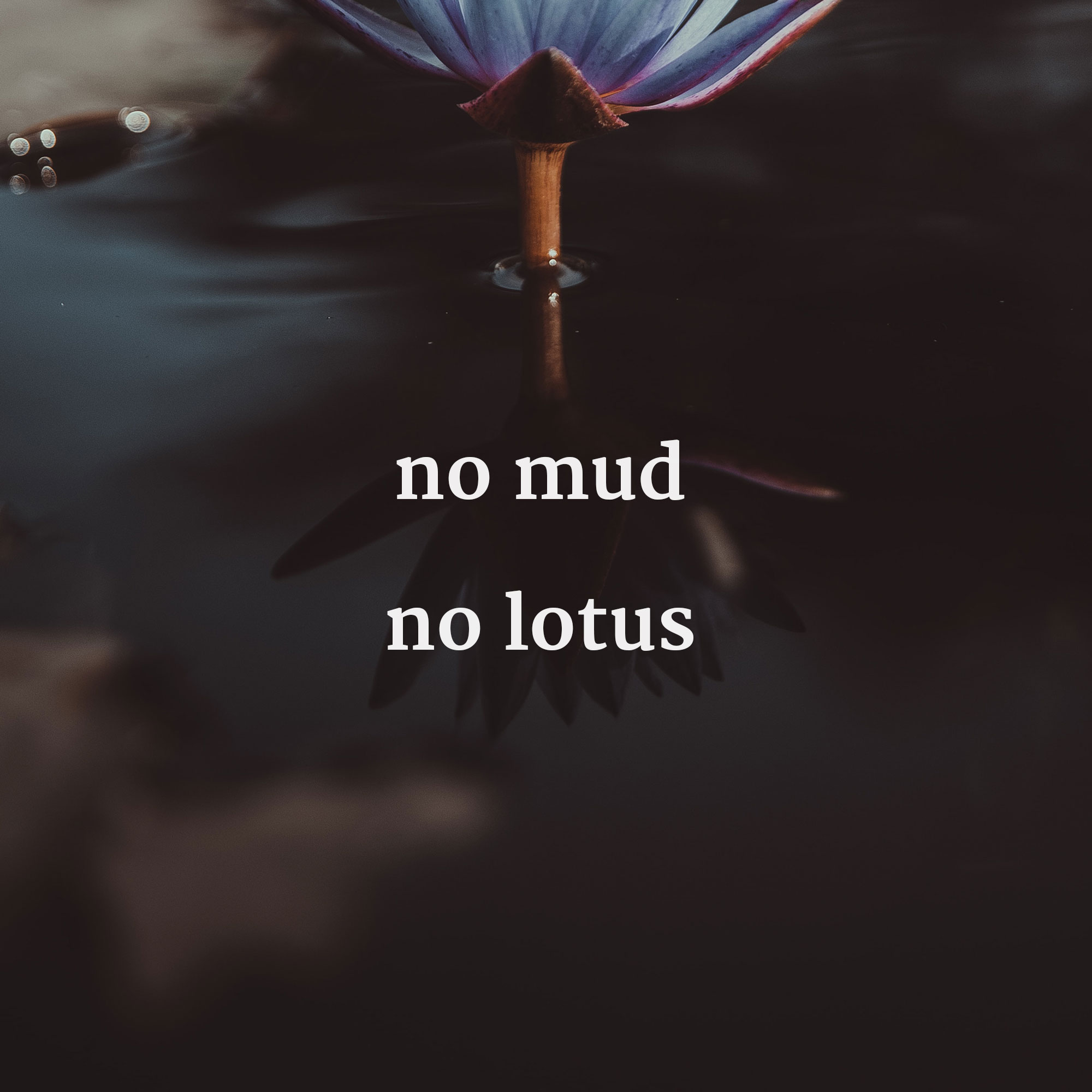 no mud no lotus