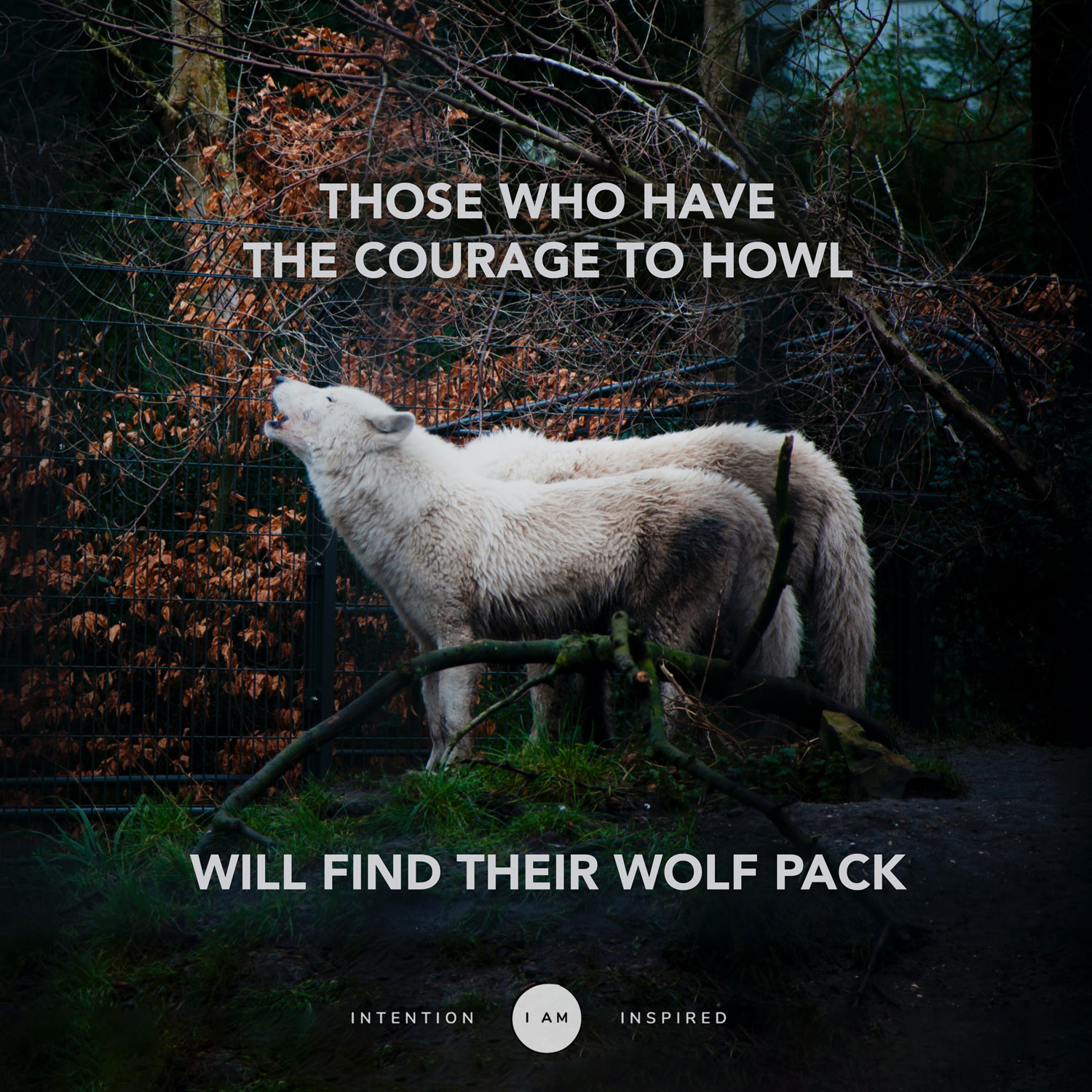 Those who have the courage to howl will find their wolf pack.